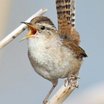 Marsh Wren